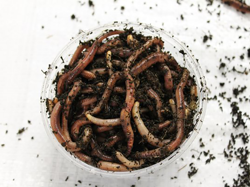 Dendrobaena Super Worms (Extra Large)