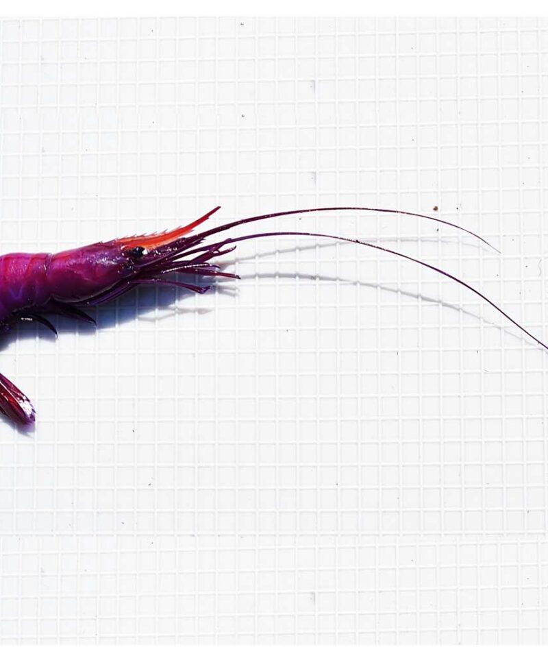 Shrimp Sized Prawns